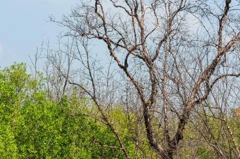 Dead tree on a hill different . Foto stock