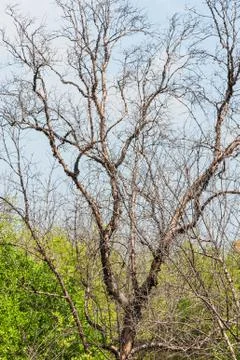 Dead tree on a hill different . Stock Photos