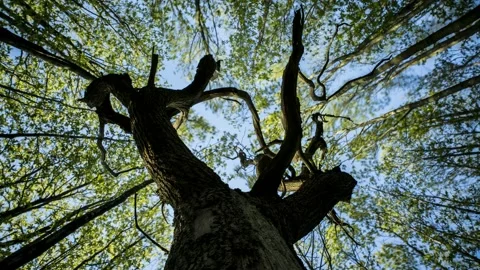 Dead tree Hope - Timelapse - 4K - 23.98 fps - England - UK Stock Footage 147501501