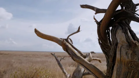 A dead tree indry  savannah grassland at midday Stock Footage 314786121