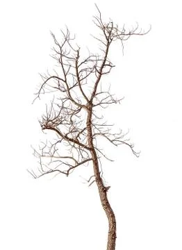 Dead tree isolated Stock Photos