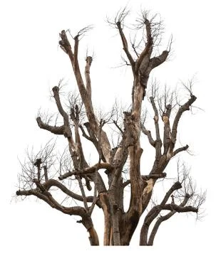 Dead tree isolated Stock Photos