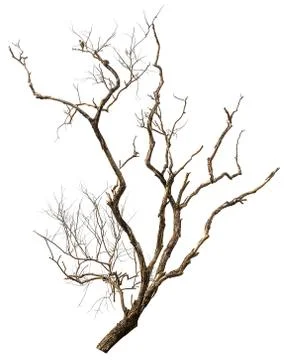 Dead tree isolated Stock Photos