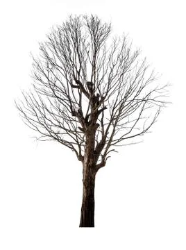 Dead tree isolated Stock Photos