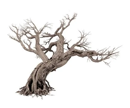 Dead tree isolated on white background, 3D rendering Stock Illustration