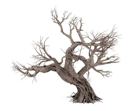 Dead tree isolated on white background, 3D rendering Stock Illustration