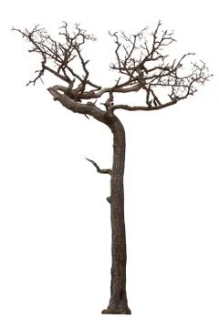 Dead tree isolated with white background Foto stock