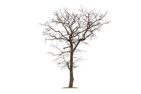 Dead tree isolated with white background Foto stock