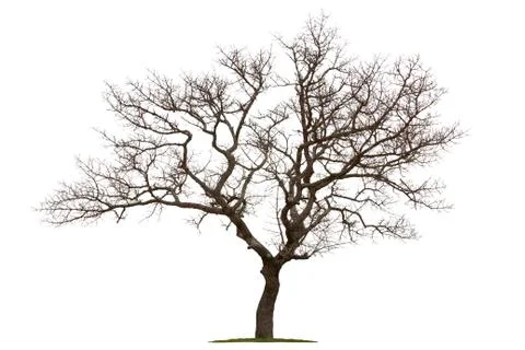 Dead tree isolated with white background Stock Photos