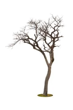 Dead tree isolated with white background Foto stock