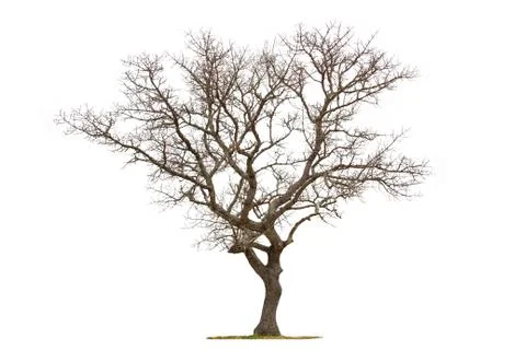 Dead tree isolated with white background Stock Photos