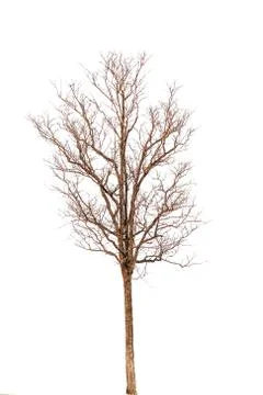 Dead tree isolated on white background Stock Photos
