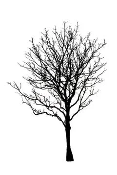 Dead tree isolated on white background Stock Photos