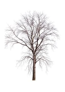 Dead tree isolated on white Stock Photos