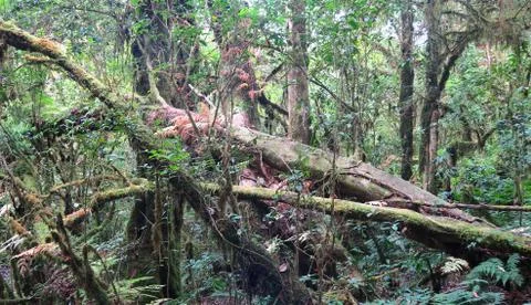 Dead tree in the jungle Stock Photos