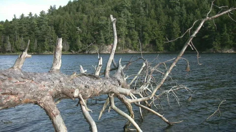 Dead tree in the lake. Stock Footage