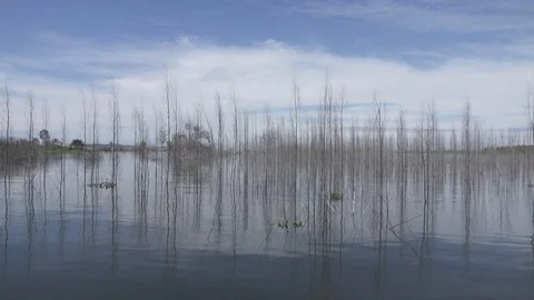 Dead tree in the lake Stock Footage