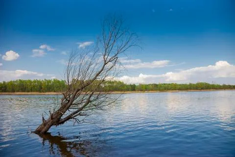 Dead tree in a lake Stock Photos