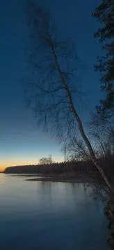 Dead Tree in Lake Stock Photos