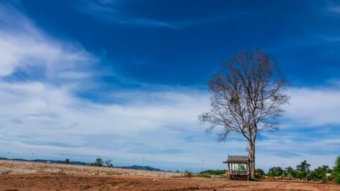 Dead tree in the lake Foto stock