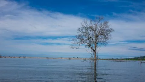 Dead tree in the lake Stock Photos