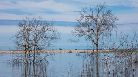 Dead tree in the lake Stock Photos