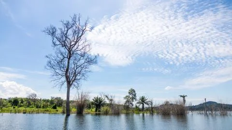 Dead tree in the lake Foto stock