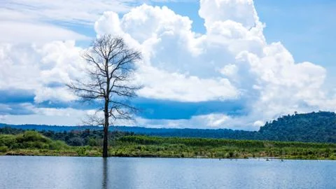 Dead tree in the lake Stock Photos