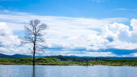Dead tree in the lake Stock Photos