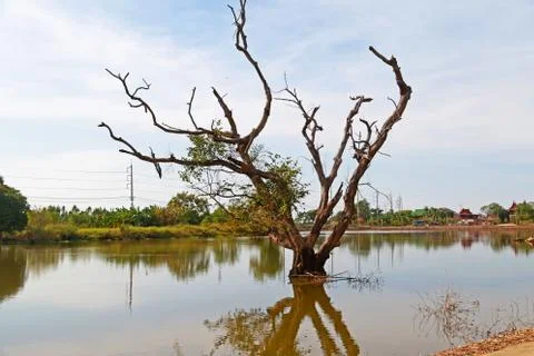 Dead tree in the lake with reflection on blue sky natural background Stock Photos