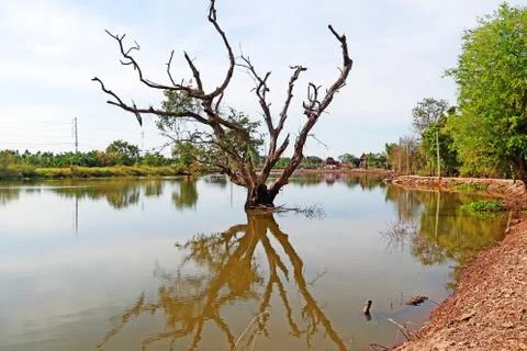 Dead tree in the lake with reflection on blue sky natural background Stock Photos