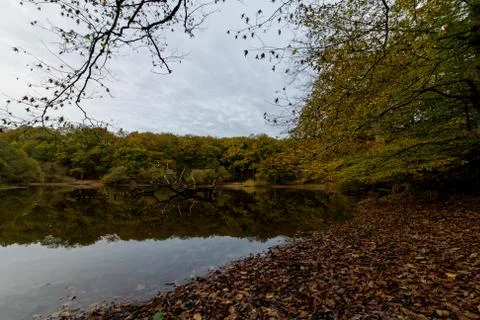 Dead tree in the lake. Reflection on the water. Stock Photos