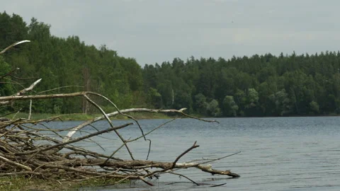 A Dead Tree On The Lake Shore.. Stock Footage 133649153