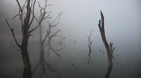 Dead tree in the lake with tranquil scence Stock Footage 36213228