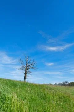 Dead tree in landscape Foto stock