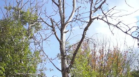 Dead tree with large branches in a sunny summer forest Video stock 42126661