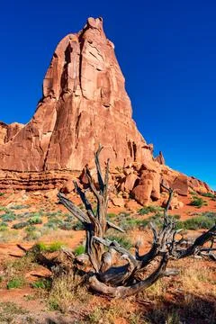 Dead tree with large stone formations in Monument Valley Stock Photos