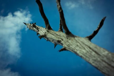 Dead tree in late sun Stock Photos