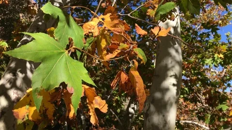 Dead Tree Leaves Stock Footage 82951097