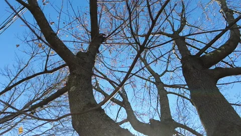 DEAD TREE LENS FLARE Stock-Footage 193700449