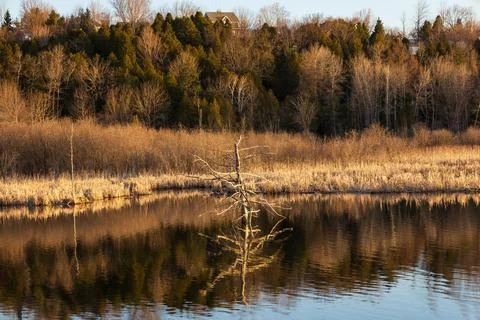 Dead tree in the Léon-Provancher marsh Stock Photos