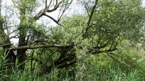 Dead tree at Lepelaarsplas + audio Video stock 215633805