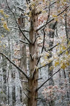 Dead tree with light snow Stock Photos