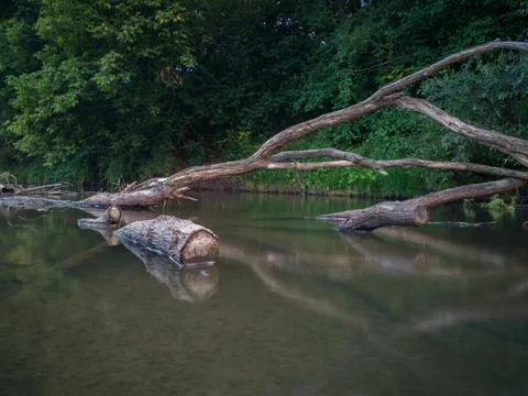 Dead tree log with big branches stuck in shallow river against steep shore Stock Photos