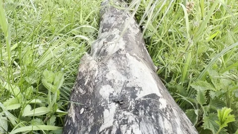 Dead tree log laying in grass detail Vídeos de archivo 335541754