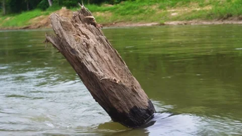 Dead Tree Log Resting in Tropical Water Stock Footage 309491089