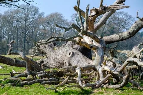 Dead Tree looking Like a Giant Squid in West Grinstead Stock Photos