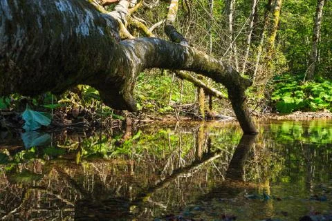 Dead tree lying in green pool of water with reflections Stock Photos