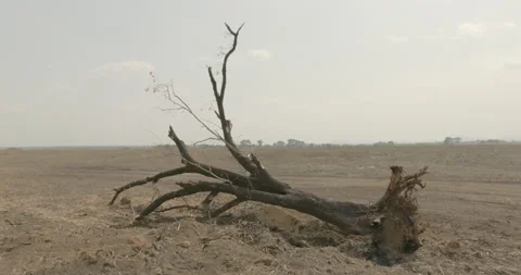 Dead tree lying in plain, Sierra Leone Stock Footage 141430901