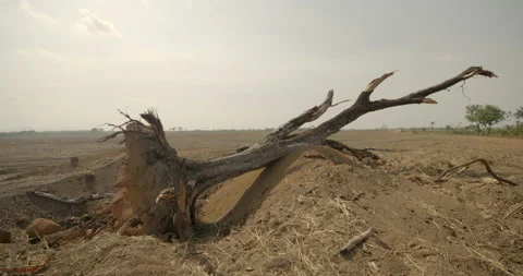 Dead tree lying in plain, Sierra Leone Video stock 141431429